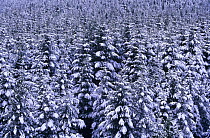 Norway spruce trees covered with snow {Picea abies} Peak District NP, Derbyshire, UK