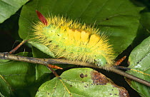 Pale tussock moth caterpillar {Dasychira pudibunda} Purbeck, Dorset, UK