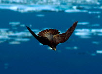Peregrine falcon diving, Arctic. Peregrines are the fastest animals in the air, recorded at 200mph in a dive!