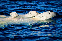 Polar bear swimming with cubs {Ursus maritimus} Arctic