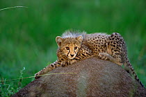 Three month Cheetah cub on termite mound {Acinonyx jubatus} Phinda, South Africa