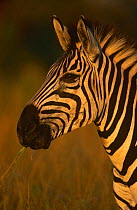 Head portrait of feeding Common zebra {Equus quagga}, Phinda Resource Reserve, South Africa