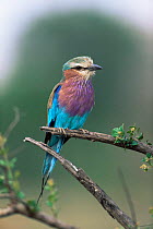 Lilac breasted roller portrait {Coracias caudatus}, Kruger National Park, South Africa