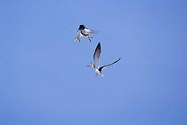 Black skimmers fighting in air {Rynchops nigra} New Jersey, USA
