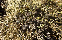 Pile of droppings of a Male Moose {Alces alces}  Sweden