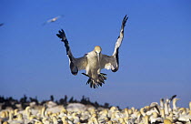 Cape gannet (Morus capensis) coming into land in colony, Lamberts Bay, South Africa, vulnerable species