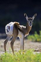 Backlit Springbok {Antidorcas marsupialis} lamb, Kgalagadi Transfrontier Park, South Africa