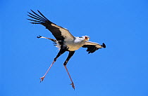 RF- Secretary bird (Sagittarius serpentarius) flying. Kgalagadi Transfrontier Park, South Africa. (This image may be licensed either as rights managed or royalty free.)