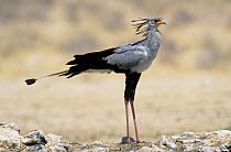 Secretary bird {Sagittarius serpentarius} Kgalagadi Transfrontier Park, South Africa