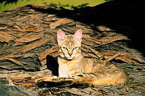 African wild cat {Felis sylvestris libyca}, Kgalagadi Transfrontier Park, South Africa