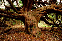 Ancient Common yew tree {Taxus baccata} Kingley Vale NNR, Sussex, UK.