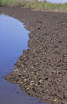 Marsh fiddler crabs on saltmarsh mudflat {Uca pugnax} New Jersey, USA Delaware Bay