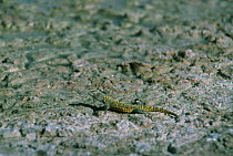 Iguanid on saltmarsh {Liolaemus fabiani} feeds on saltflies, Atacama desert, San Pedro, Chile