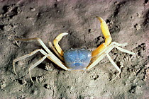 Cave crab {Cerberusa tipula} Sarawak, Borneo, Indonesia