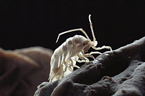 Albino cave Isopod {Paraperiscyphis platyperaeon} Mulu caves, Sarawak, Borneo