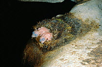 Black nest swiftlet chicks in nest in cave. Sarawak, Borneo {Aerodramus maximus}