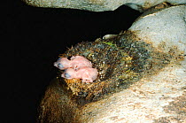 Black nest swiftlet chicks in nest {Aerodramus maximus} in Gua Nasib Bagus cave, part of Gunung Mulu NP, Sarawak, Borneo