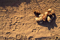 Male Leopard tracks and faeces {Panthera pardus}, early morning Malamala GR South Africa Winter
