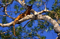 Male Fossa in tree {Cryptoprocta ferox}, Western Dry Forest, Madagascar