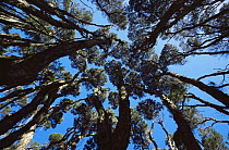 Loking  up to canopy of Tea trees {Leptospermum sp} Wilsons Promontory NP, Victoria, Australia