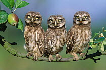 Three Little owl juveniles perched on apple tree {Athene noctua} Germany
