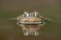 Natterjack toad {Bufo calamita} Germany