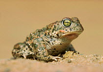 Natterjack toad {Bufo calamita} portrait Germany