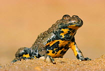 Yellow bellied toad {Bombina variegata} Germany