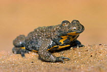 Yellow bellied toad {Bombina variegata} Germany