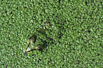 Looking down on European edible frog in pond weed (Rana esculenta) Germany