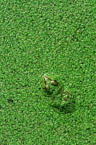European edible frog {Rana esculenta} hidden amongst pondweed Germany