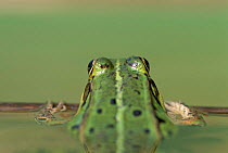 European edible frog, rear view {Rana esculenta} Germany