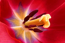 Tulip flower (cultivated variety) close-up of reproductive parts showing stamens, style and stigma