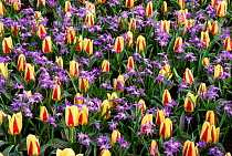 Mixed planting of Tulips {Tulipa sp} and Scillas {Scilla bifolia} Holland