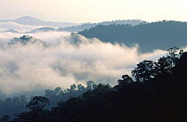 Clouds above rainforest canopy, Taman Negara NP, Peninsula Malaysia