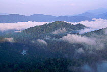 Clouds above rainforest canopy,  Negara NP, Malaysia