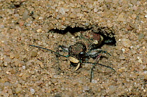 Tiger beetle {Cicindela hybrida} emerging from cave in sand  Germany