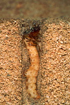 Tiger beetle larva in sand tunnel {Cicindela hybrida} Germany