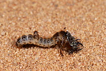 Tiger beetle larva {Cicindela hybrida} Germany