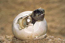 Marginated tortoise hatching from egg {Testudo marginata} Europe