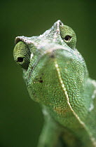 African chameleon {Chamaeleo africanus} portrait, captive, from north-west Africa