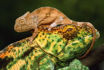 Parson's chameleon {Chamaeleo parsonii} young sitting on head of mother, Madagascar
