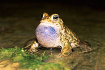 Natterjack toad calling, vocal sac inflated {Bufo calamita} Germany