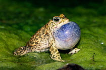 Natterjack toad male calling {Bufo calamita} vocal sac inflated, Germany