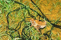 Natterjack toads, mating pair with strings of toad spawn {Bufo calamita} Germany