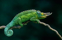 Jackson's chameleon {Chamaeleo jacksonii} profile West Africa
