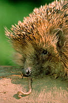 Hedgehog eating earthworm {Erinaceus europaeus} Germany