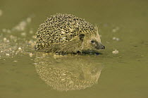 Hedgehog (Erinaceus europaeus) Germany, C