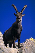 Ibex male {Capra ibex} Gran Paradiso NP, Italy