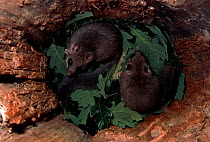 Fat dormice in nest in oak tree {Glis glis} Germany